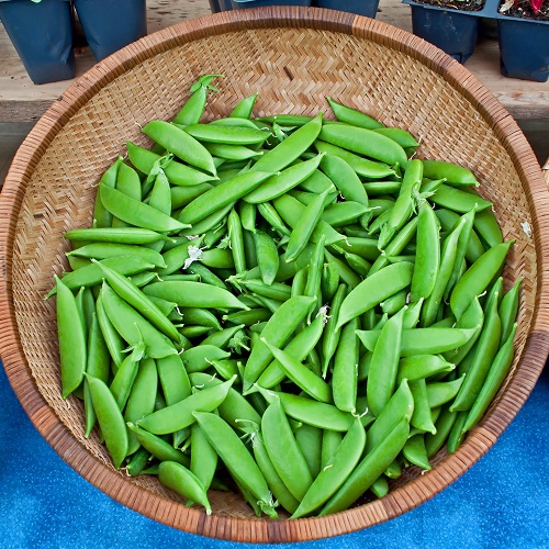 Pea Sugar Snap Lusaka